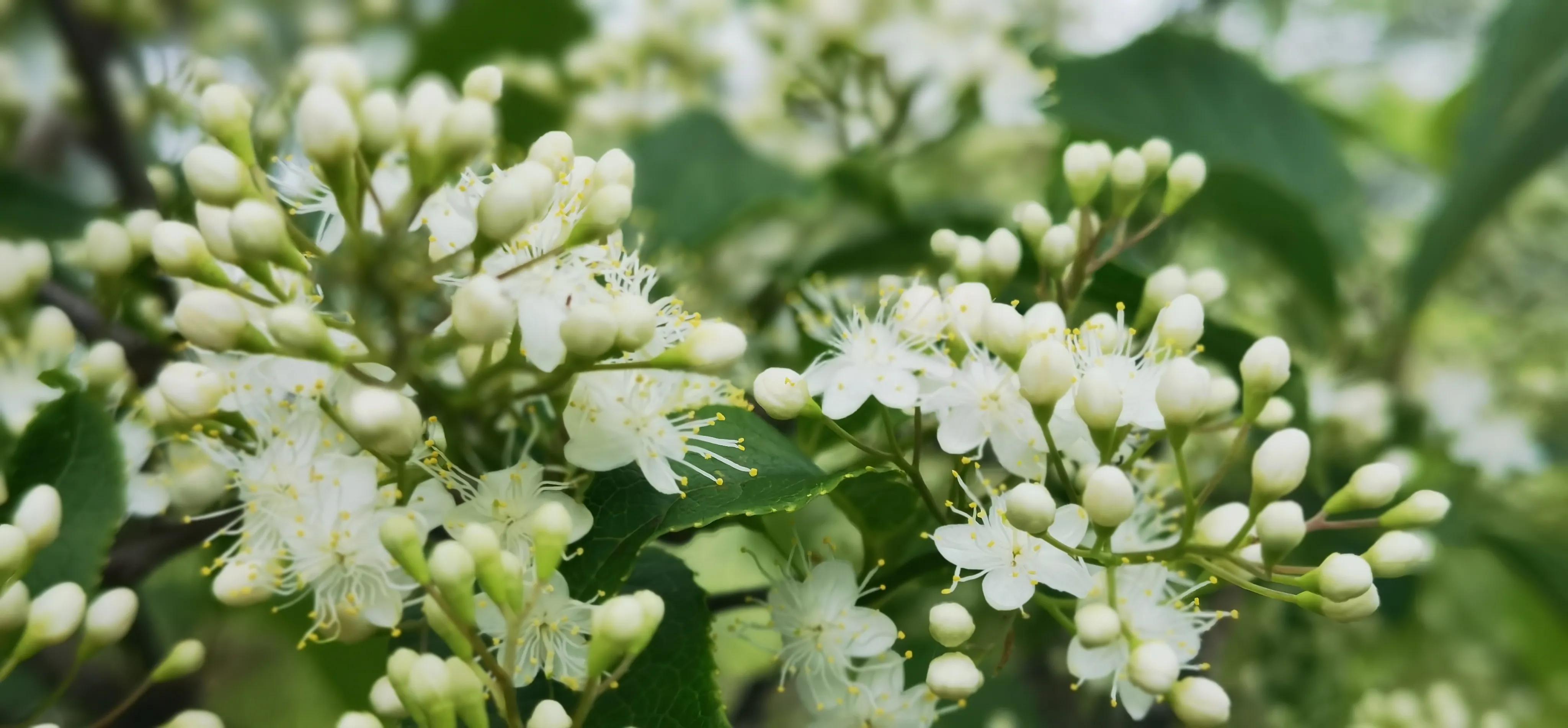 浏阳大围山森林公园浏阳河源头,大围山杜鹃花在哪个景点看