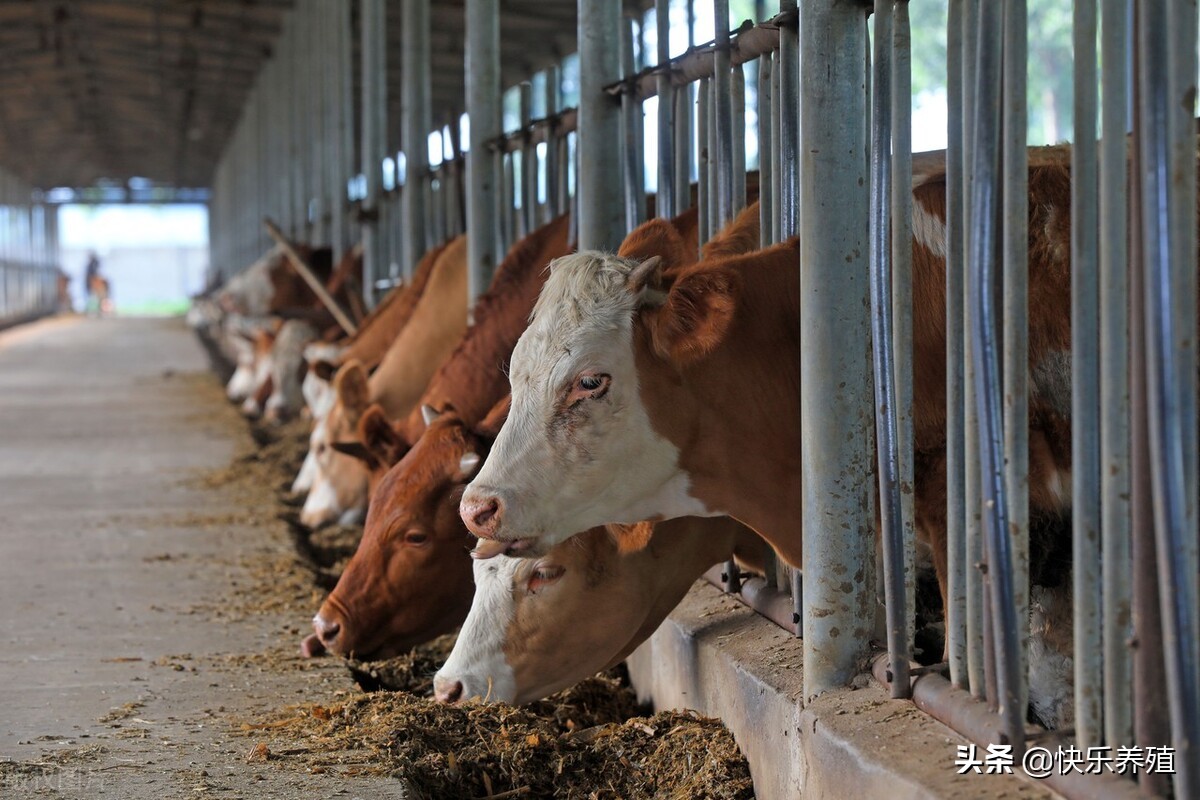 牛的弱点在头部吗,牛的弱点在哪里