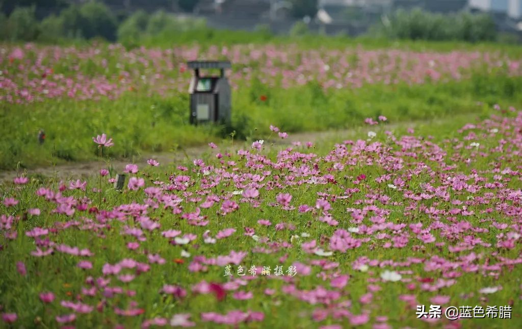 摄影波斯菊花海,上虞城南江上花海