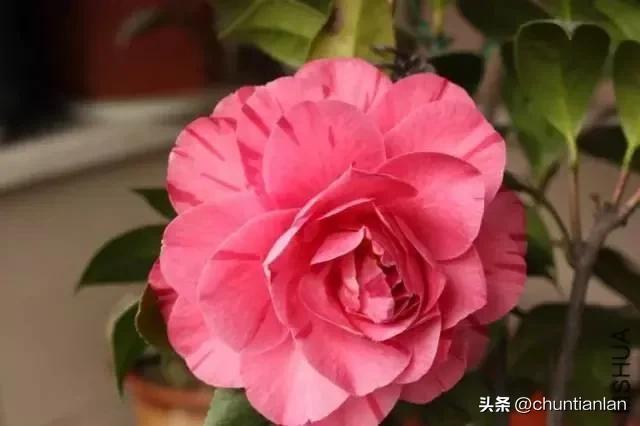 山茶花纯音乐,山茶花