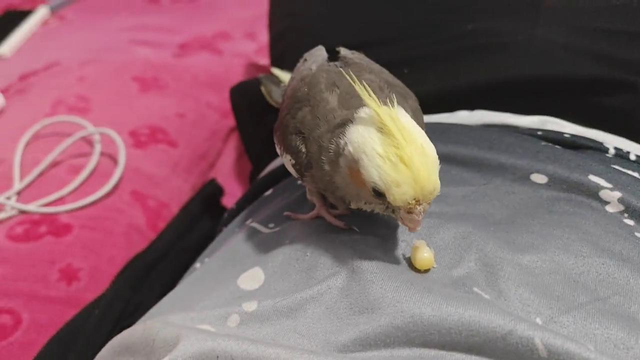 宠物鸟暴走怎么办,宠物鸟失温如何抢救