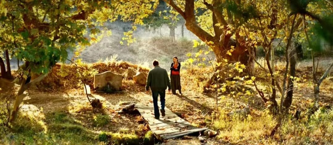 野梨树完整版免费观看,关于野梨树的电影