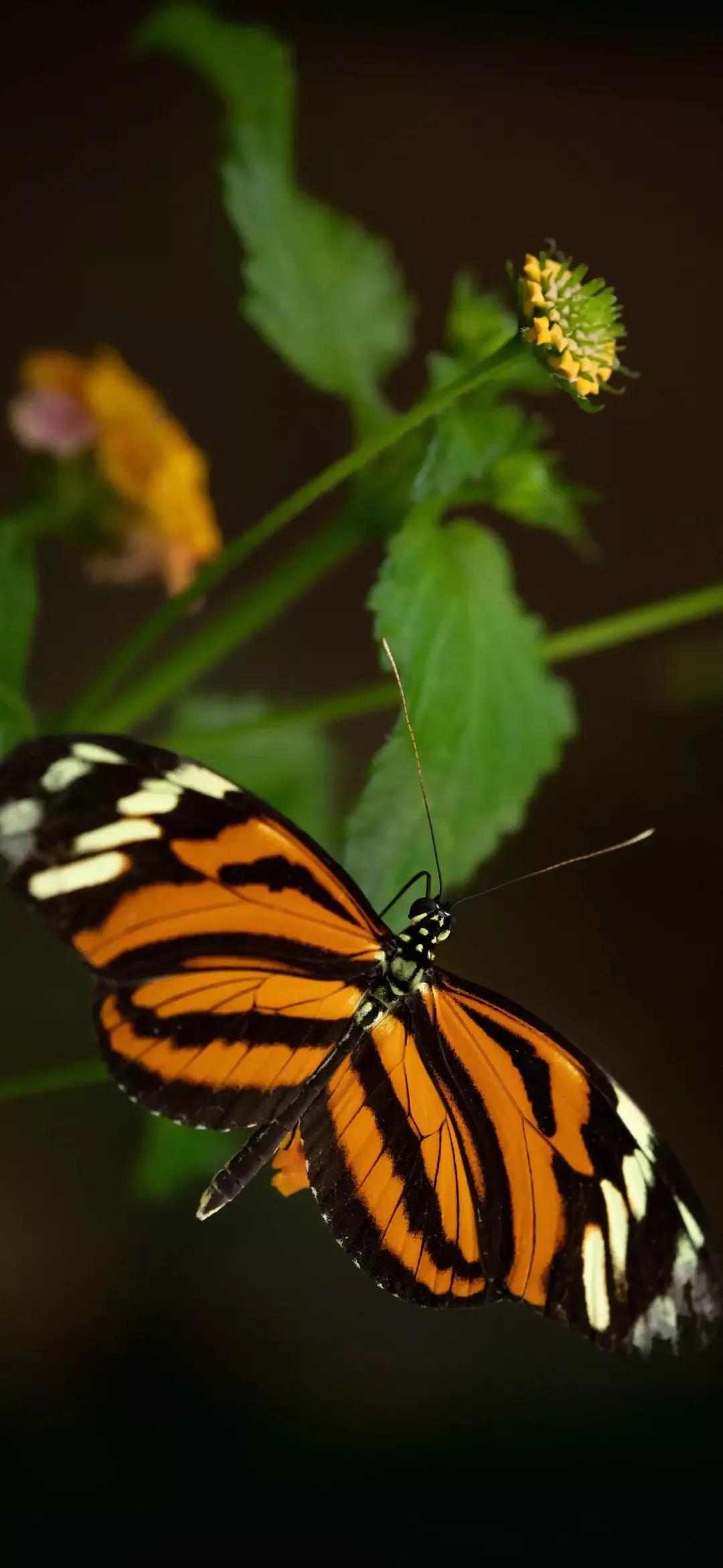 歼20高清壁纸4k全屏无水印,精选壁纸高清无水印高级感
