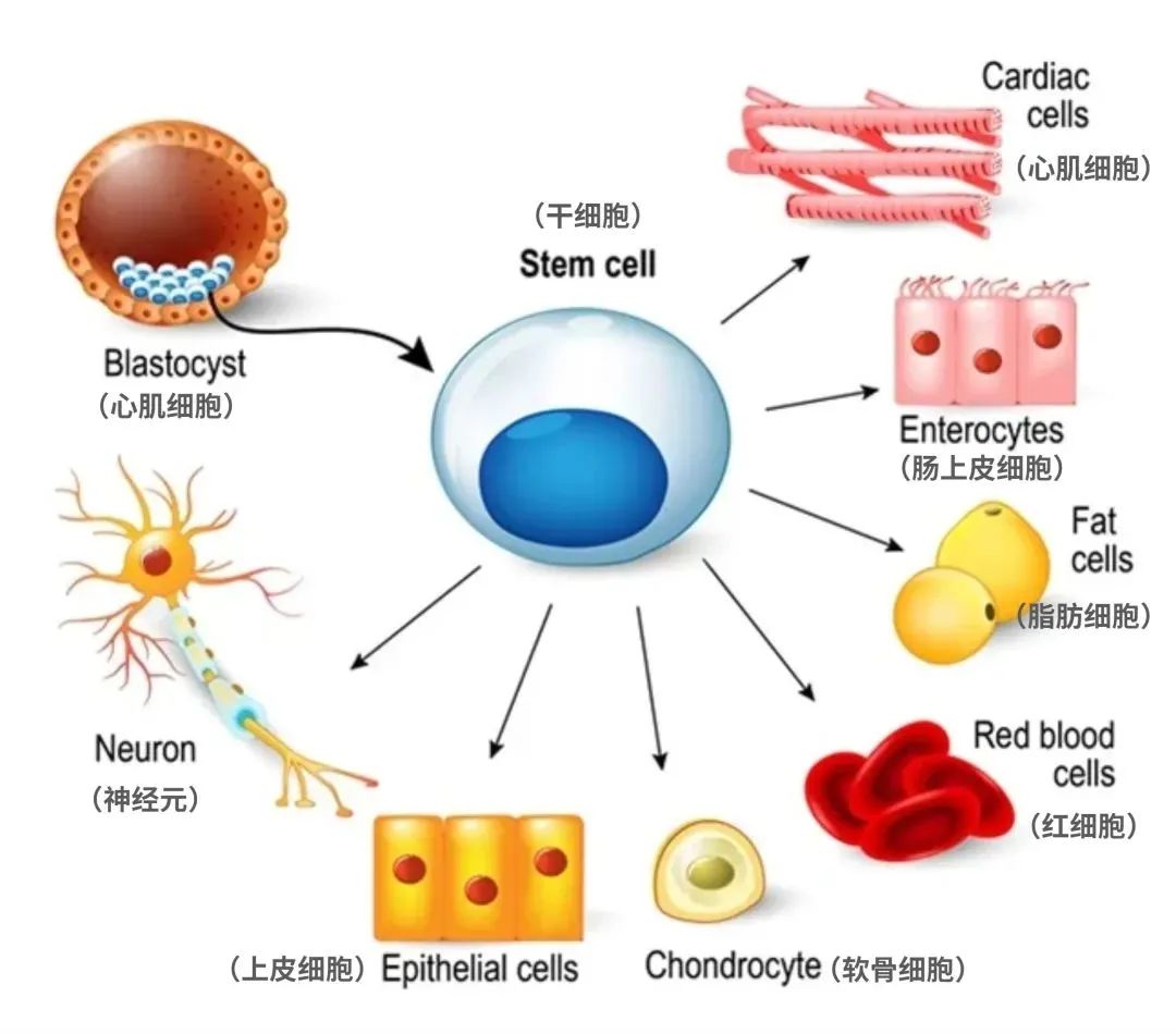 干细胞与免疫细胞究竟有何不同,干细胞与免疫细胞讲解
