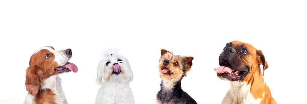 脾气好到爆的六种狗狗你喜欢哪种,狗狗有这7种表现证明你养得很好