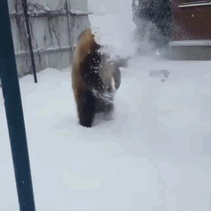 我真的很好奇男生版,我真的很好奇原版