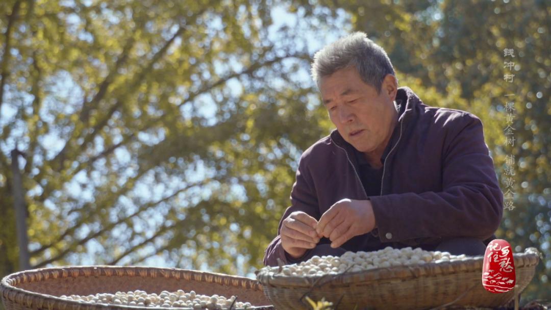 银杏树下休闲生活,银杏树冬季生活视频