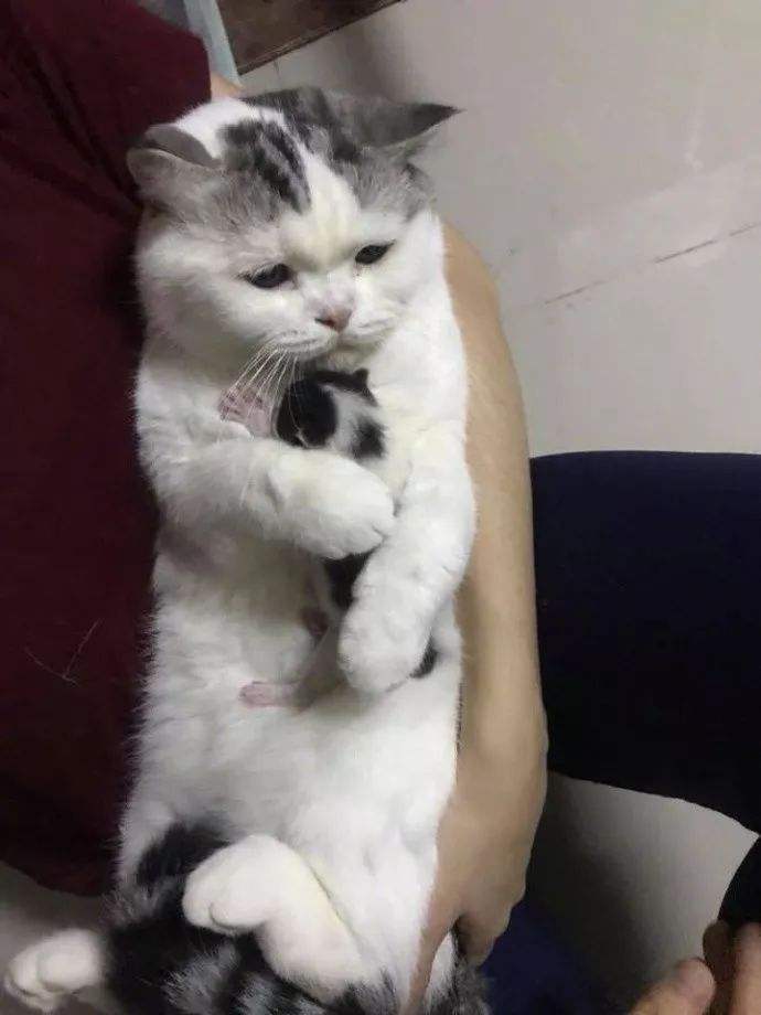 猫什么特征代表养得好,报恩猫是什么样