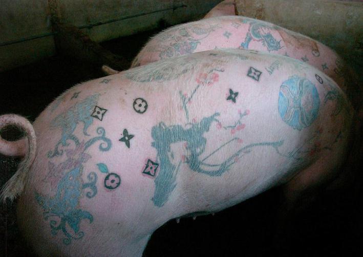 1997年,男子给活猪纹身,还把猪皮卖给了香奈儿,一张猪皮赚51万