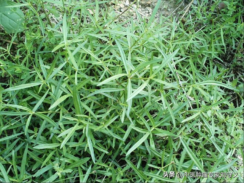 一味中药白花蛇舌草的功效,中药白花蛇舌草的功效治什么病