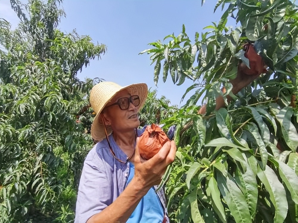 宝鸡凤翔南指挥镇：“小黄桃”敲开致富门