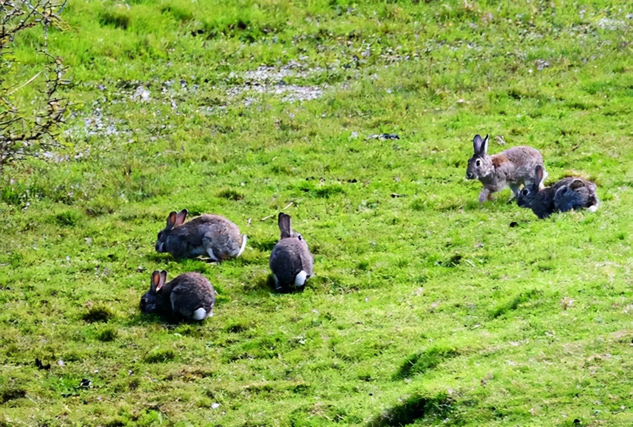 抓野兔被抓怎么处罚,男子抓野猪被民警抓