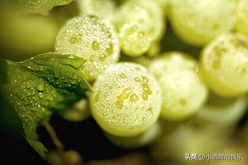 法国直供chateaulafitte波尔多葡萄酒,法国波尔多左岸与右岸的酒庄