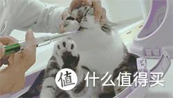 猫咪病了怎么喂药,薛定谔的猫咪教程