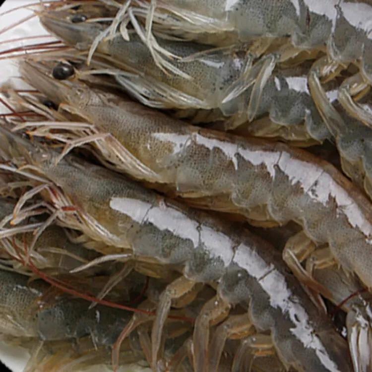 菜市场刚死的虾能不能买,菜市场买的虾是海虾还是河虾