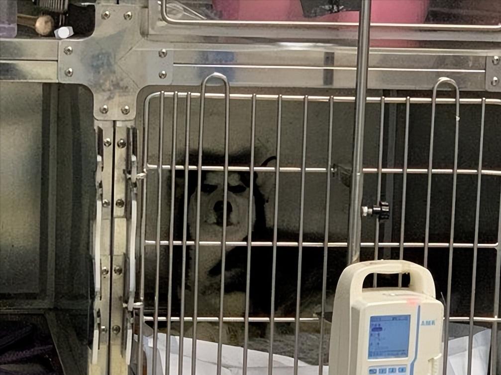 细小治愈后还是没精神,细小治愈了站不起来了