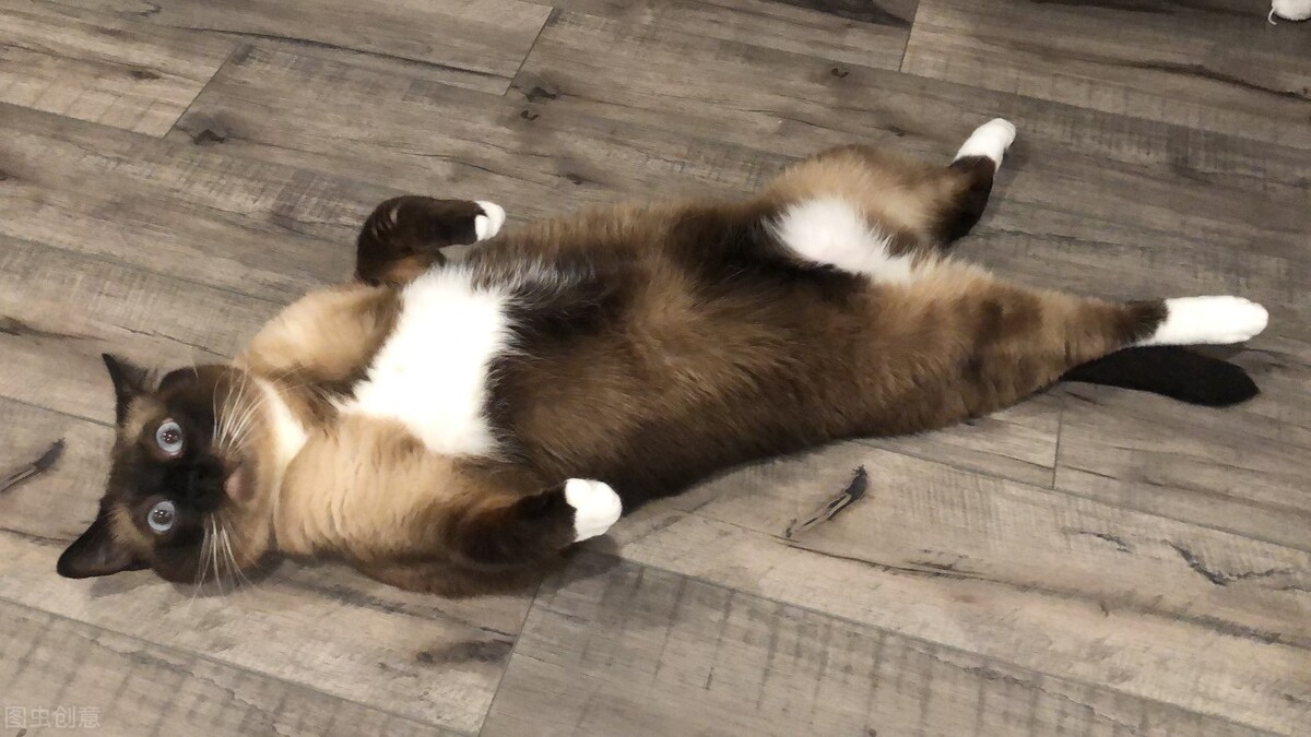 暹罗猫怎么养需要注意什么,暹罗猫常见疾病有哪些及症状