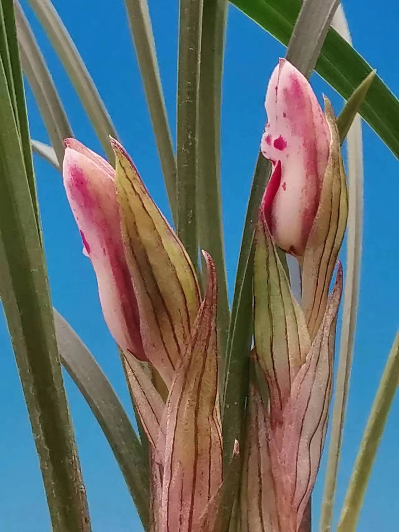 欣赏牡丹花开视频,牡丹各品种的花芽