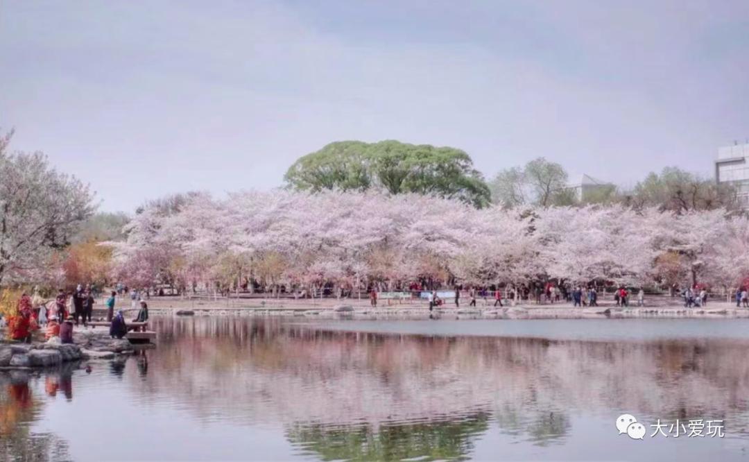 超级美的樱花美景全景,浪漫樱花海美景图