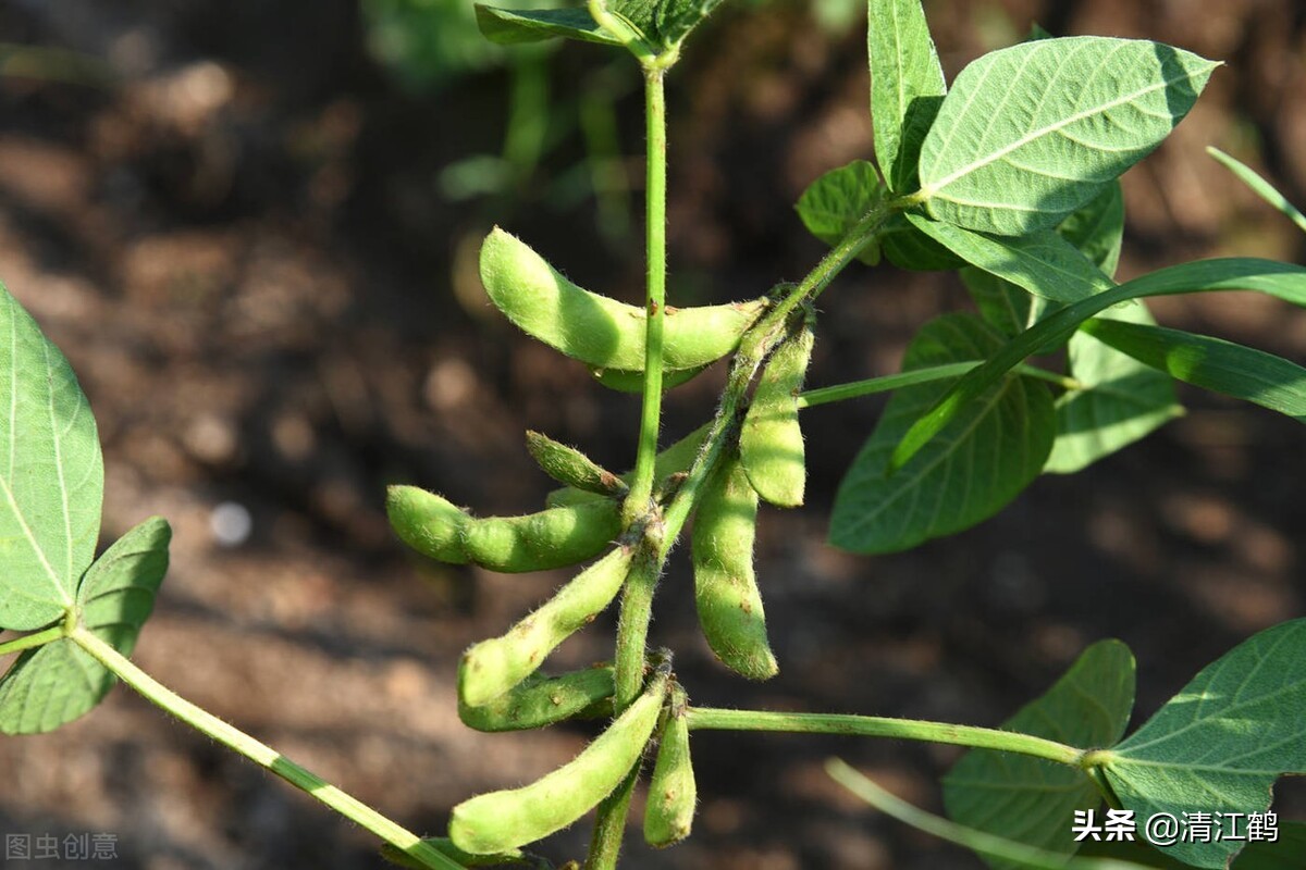 豆类地能用什么除草剂,豆类除草剂配方大全