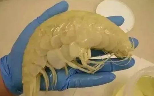 日本又拍到“新物种”，2米的怪鱼，是核辐射还是海底物种入侵？