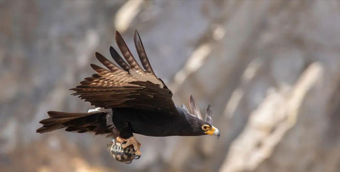 清朝头盔上的盔缨,清朝士兵大部分都用的什么枪