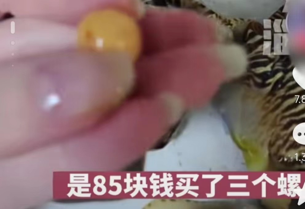 安徽女子买河蚌开出珍珠,女子买椰子螺开出美乐珠