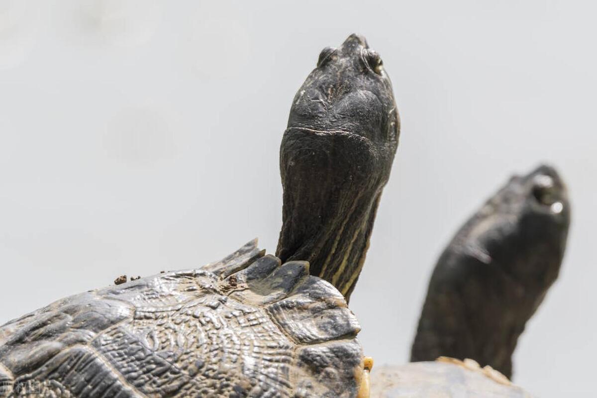 家养的乌龟哪种龟比较好养,黄头侧颈龟可以和什么乌龟一起养