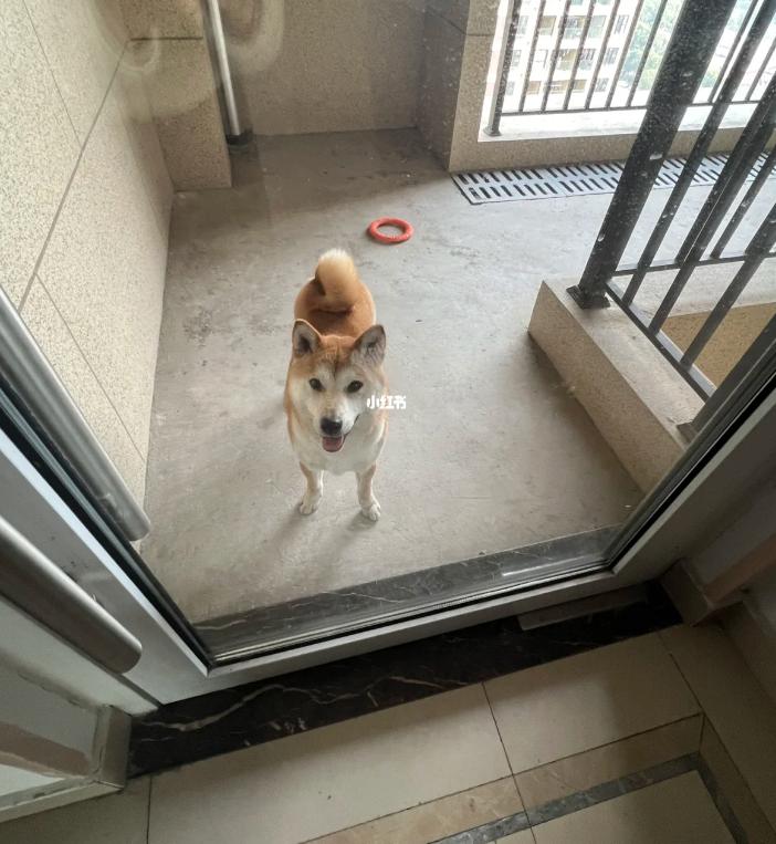 小姐姐和邻居小狗发展迅速，几天后竟然都“滚床单”啦~