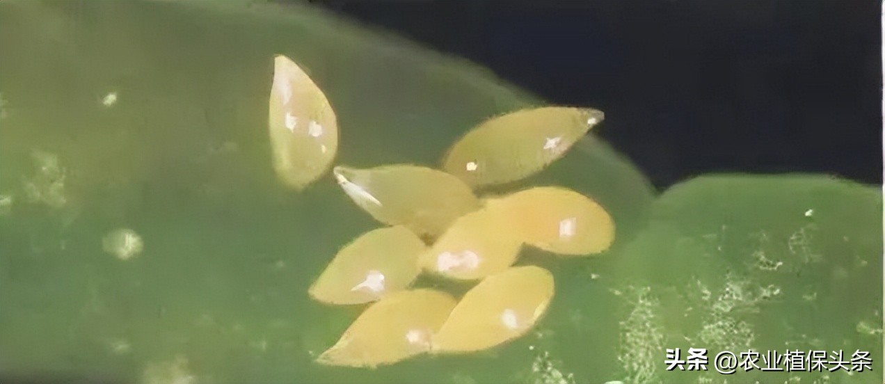 昆虫和害虫种类,昆虫和害虫的分类