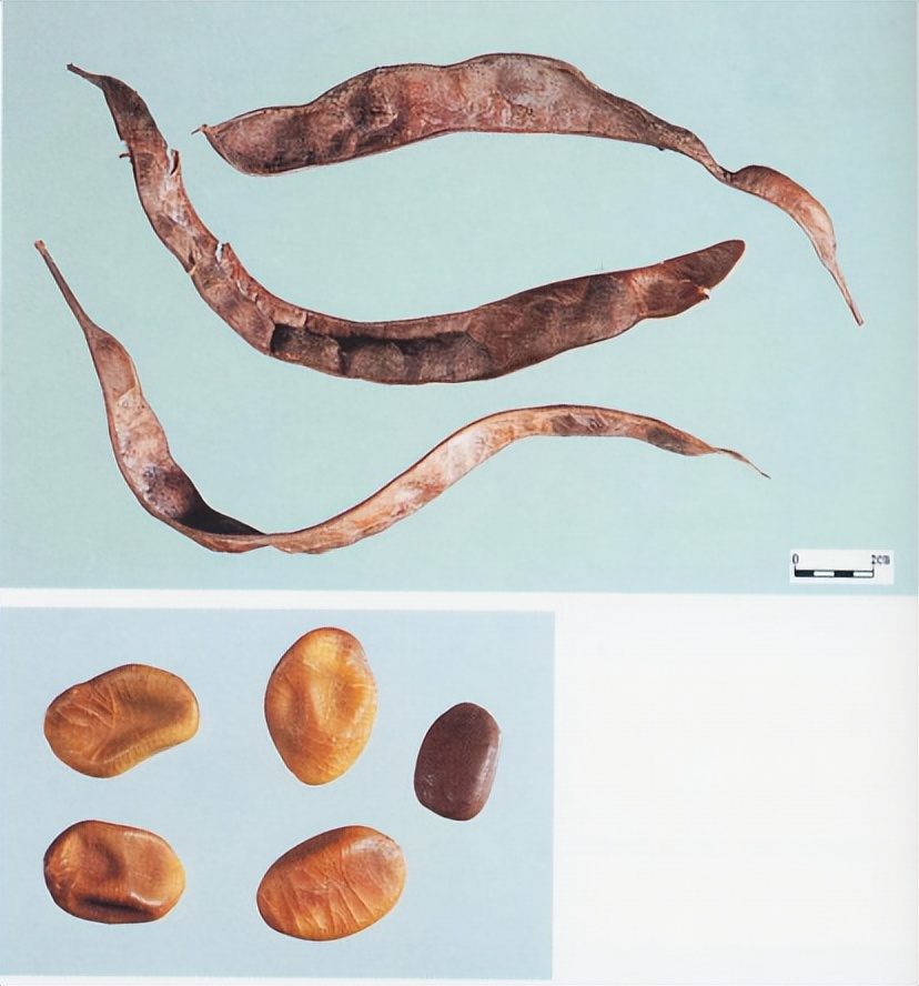 带你识别中草药,带你识别好茶