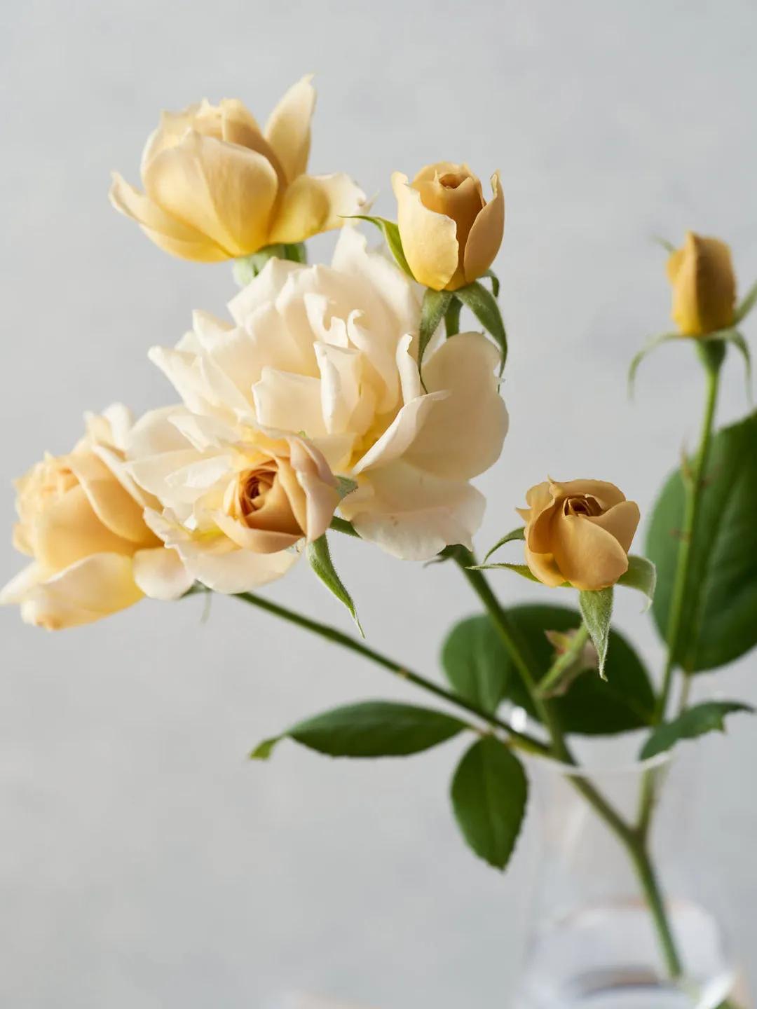 日本葵月季耐阴吗,葵是日月系列月季吗