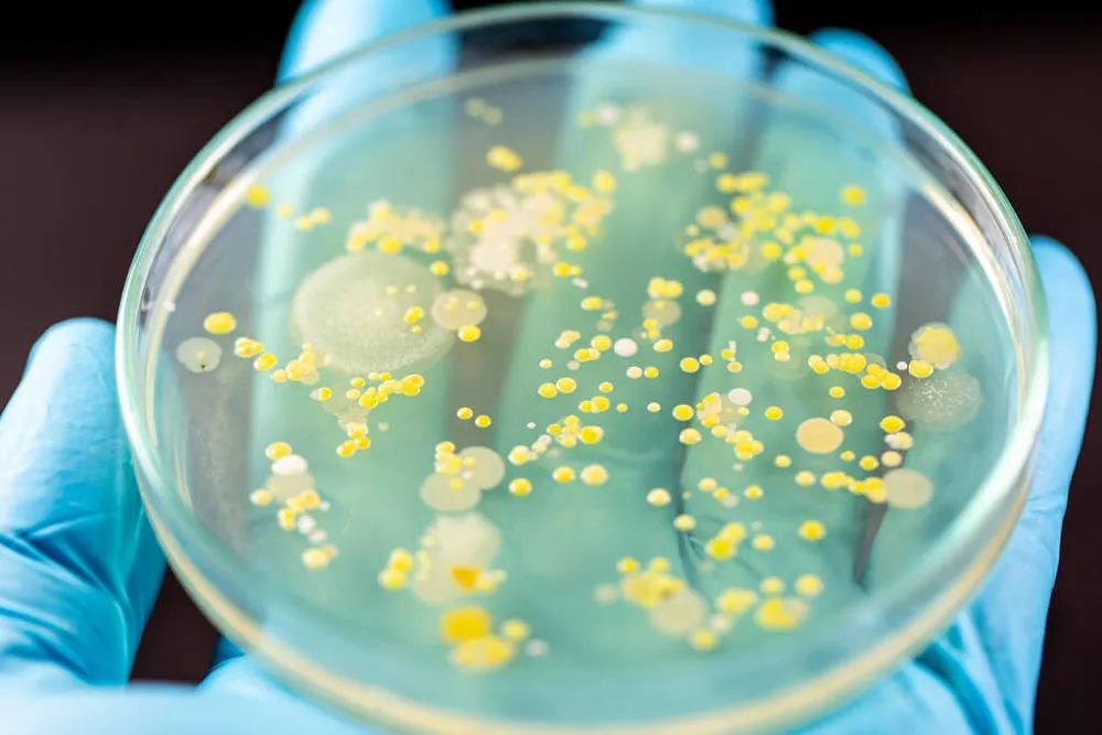 长霉点怎么处理,长霉的东西怎么处理