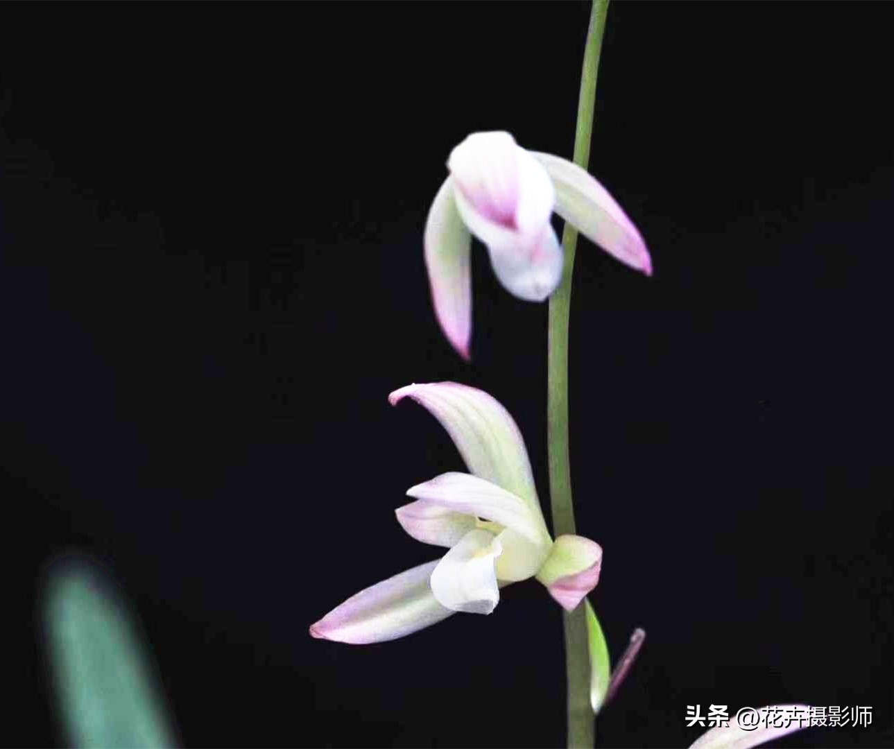 适合家里养的兰花名贵品种,适合家庭养的名贵兰花