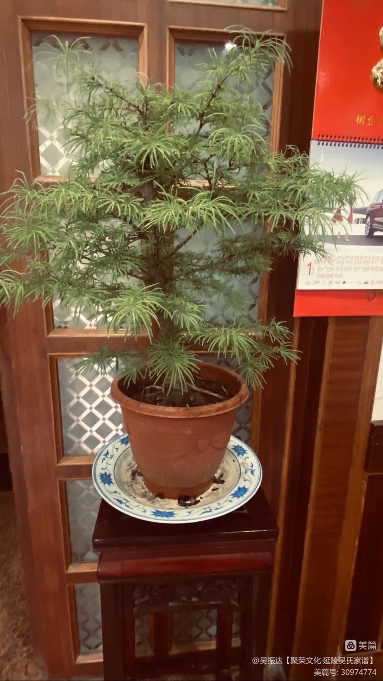 绿色是生命中的最美色彩