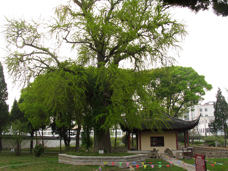 神州水乡第一镇在哪,神州水乡甪直古镇