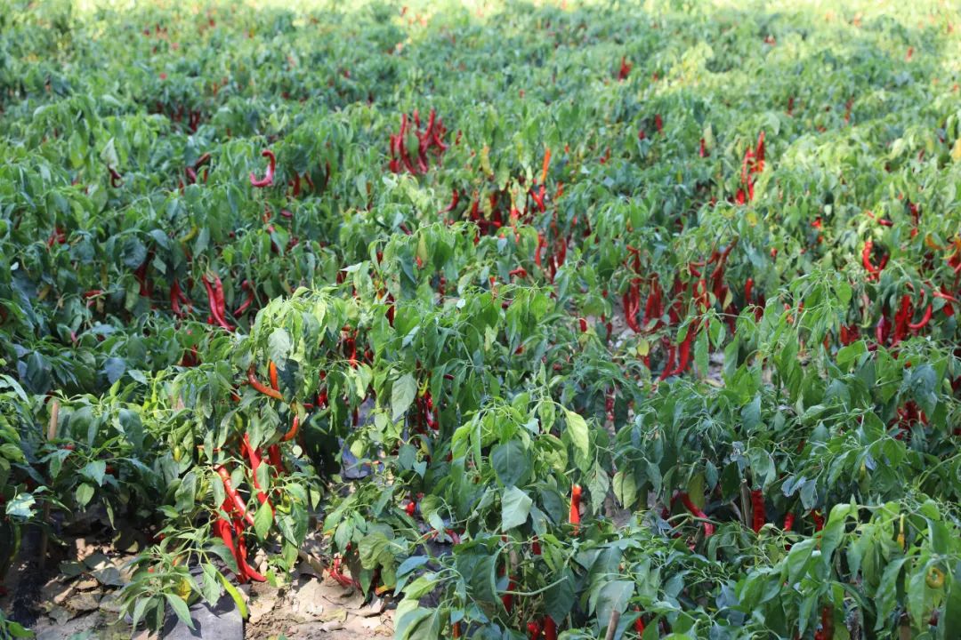 奈曼旗代筒村*党**支部书记兼村主任王海龙:朴实的实干家致富的带头人