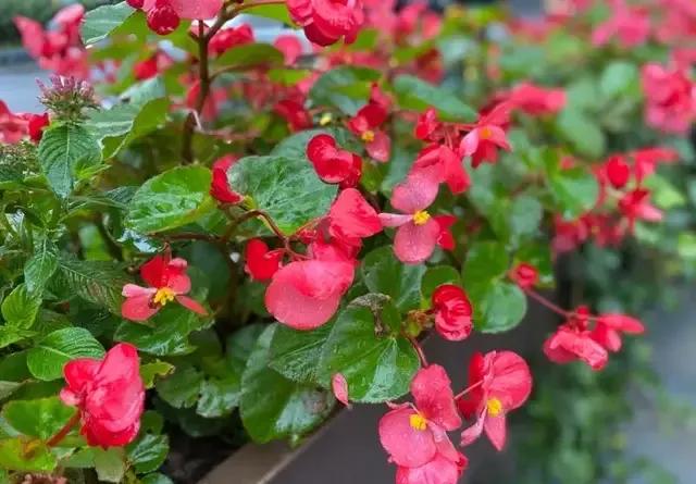 绿化带里常见的草本花,绿化带常见植物名称及图片