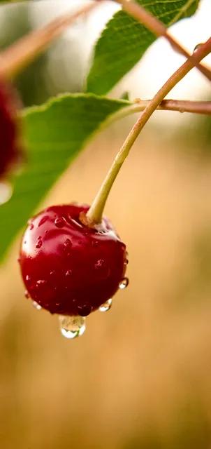 各种水果图片大全,各种水果的英文