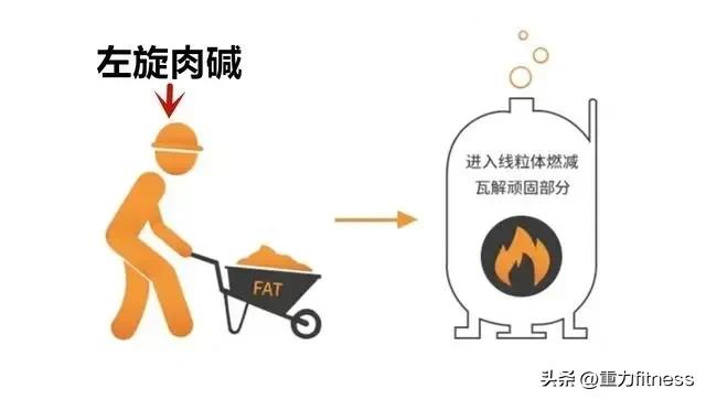 健身答疑解惑,减肥健身喝左旋肉碱管用吗