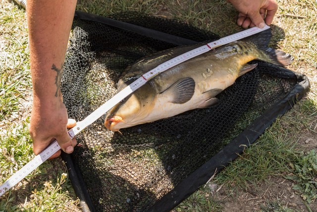 南方冬季野钓什么窝料效果好,冬季野钓罗非鱼饵料配方南方
