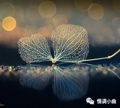 被鳗鱼咬一口是什么感觉,被鳗鱼咬了