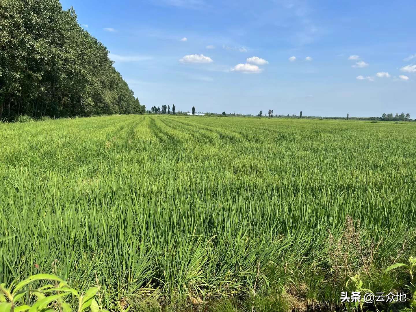 早稻产量喜人,今年早稻产量高还是晚稻产量高