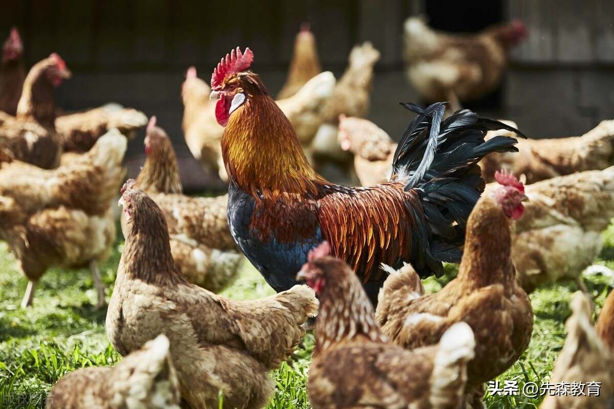 为啥手电筒可以吓死鸡,抓鸡强光手电