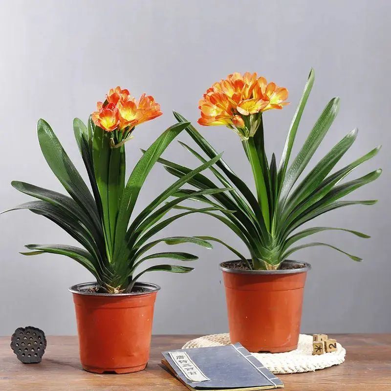 花卉市场如何挑选君子兰才能开花,目前花市卖的君子兰是什么品种