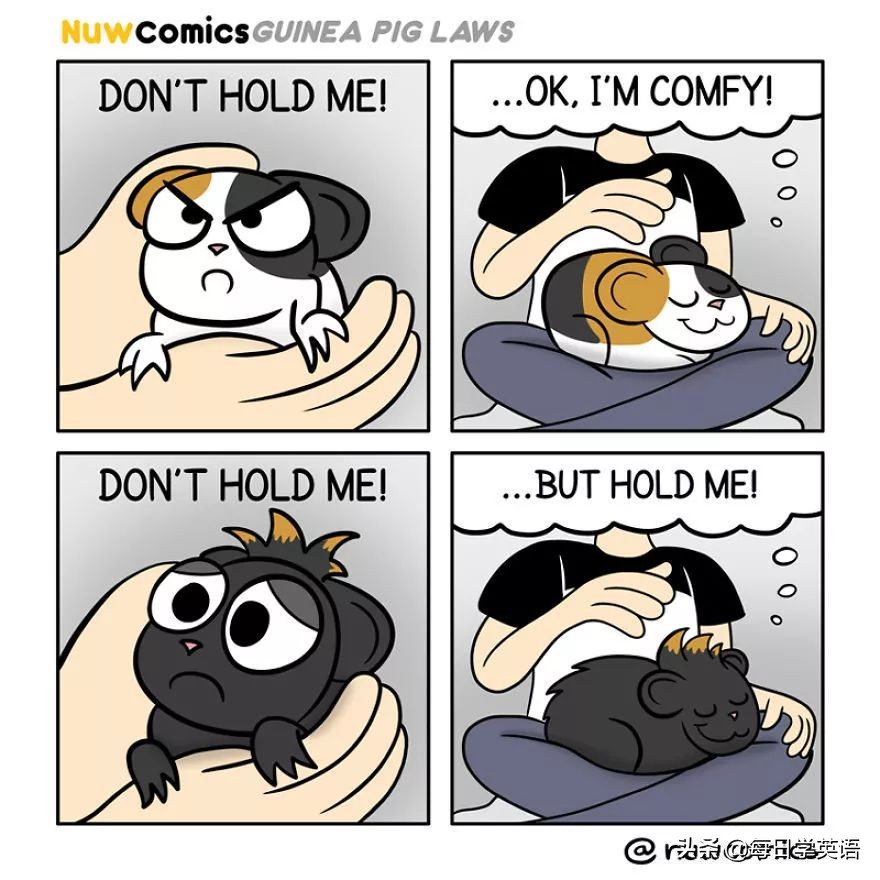 豚鼠漫画,豚鼠在漫画里的样子