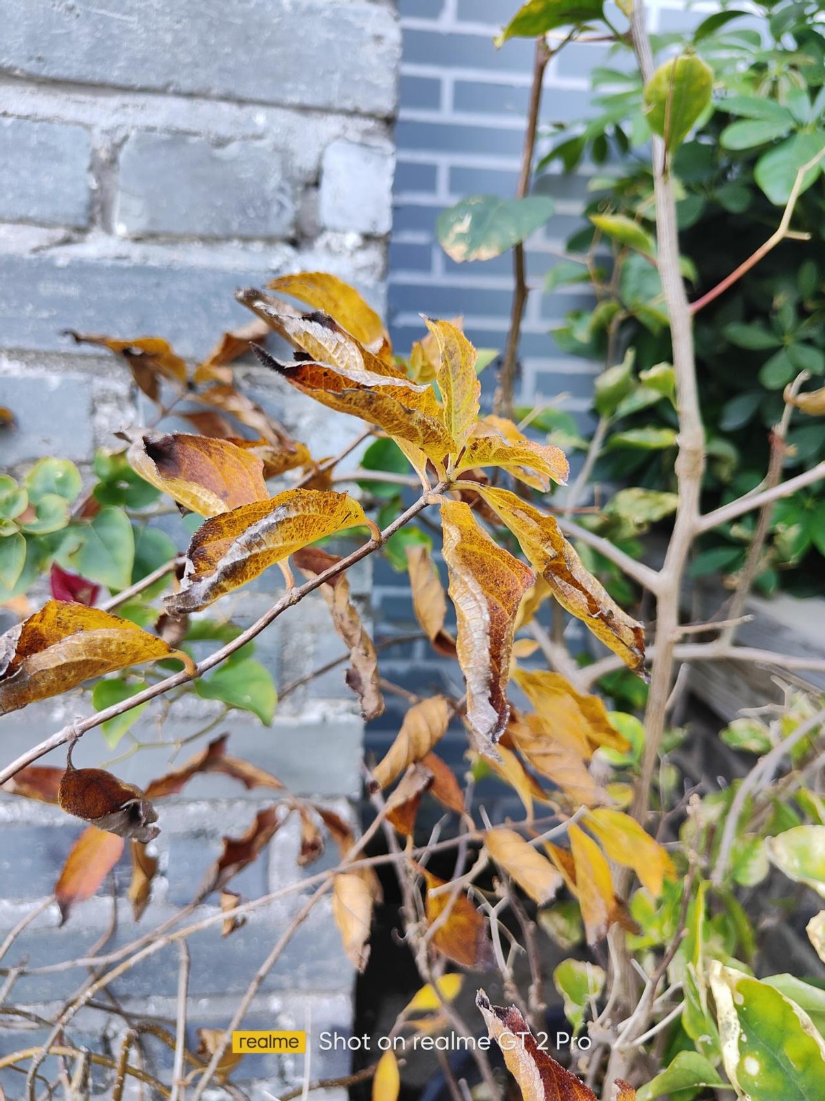 小白真我gt2pro测评2k直屏水桶机,gt2pro这款屏幕测评