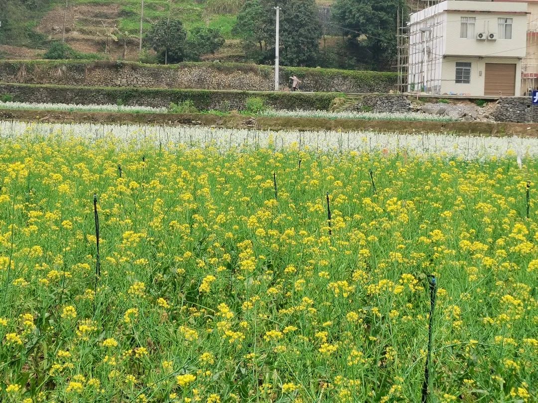 蜜甜，菜甜，幸福的生活更甜