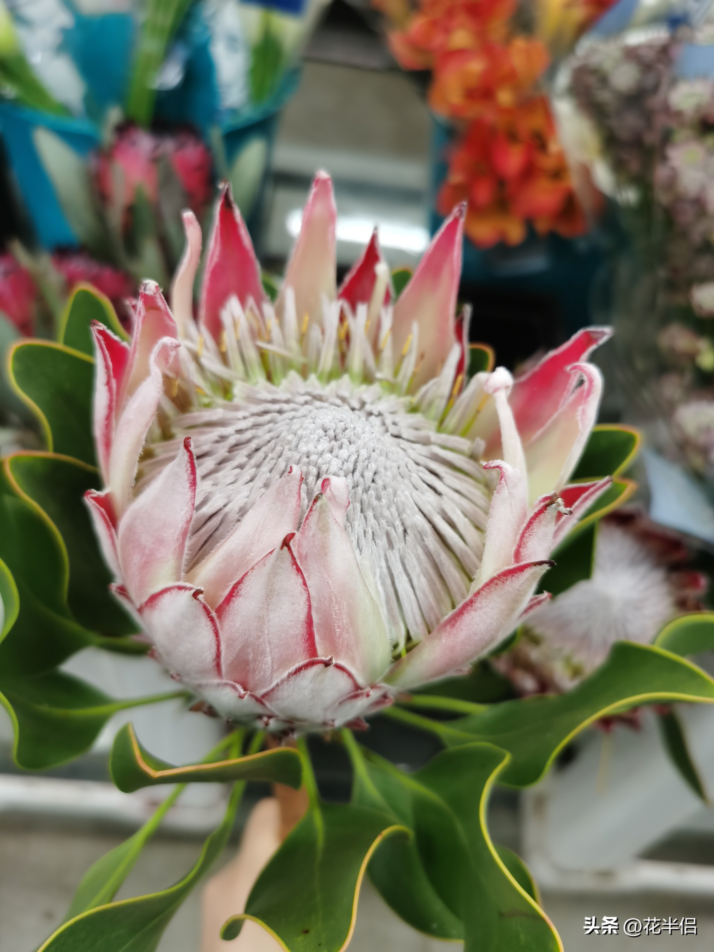 世界上36种罕见的花帝王花,帝王花花卉