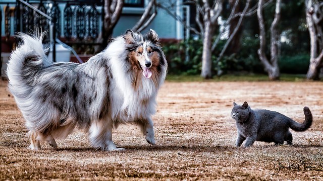 关于德牧的6个冷知识,苏格兰狗的知识